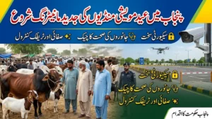 Punjab Starts Advanced Monitoring for Eid Cattle Markets